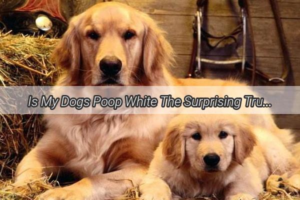 Is My Dogs Poop White The Surprising Truth Behind Canine Digestion